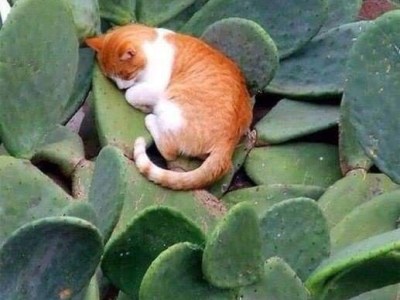 Chương 9 – Cha&nbsp;nuôi